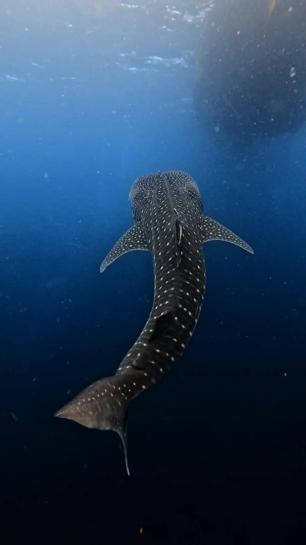FrenchTeam diver Koh Tao