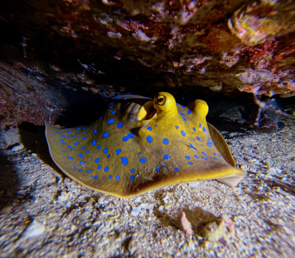 Underwater exploration Koh Tao
